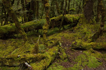 Lake Gunn Nature Walk in Fiordland National Park in Southland on South Island of New Zealand
