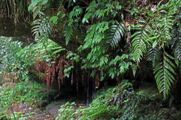 fern in the forest