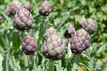 Organic Artichoke fields in picking season