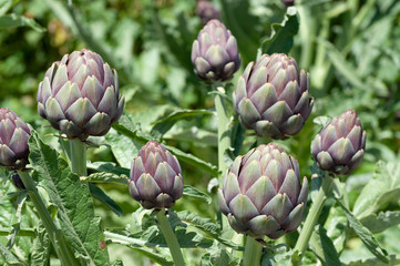 Organic Artichoke fields in picking season