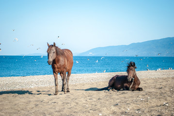horse on the beach