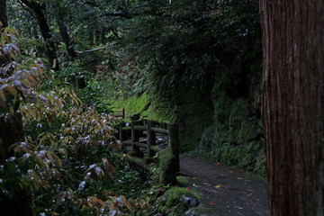 Mossy bridge