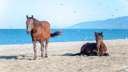 horse on the beach