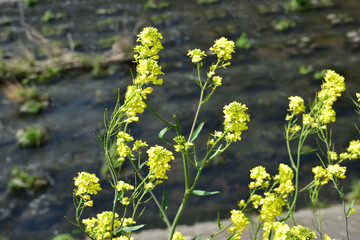 菜の花(Rape blossoms)