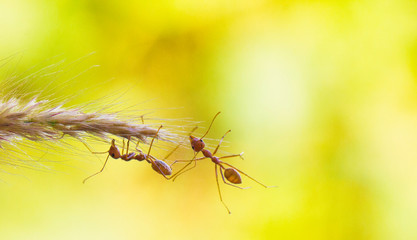 ants