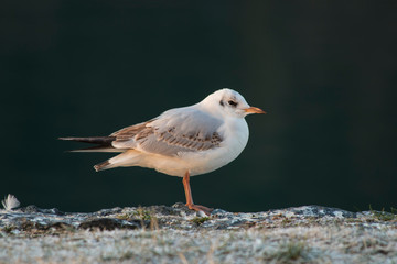 Obraz premium Chroicocephalus ridibundus or river gull standing on the shore of river Drava in Maribor. Close up shot of the white and grey bird with water in the background.