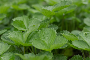 close up of young healthy strawberry leaves