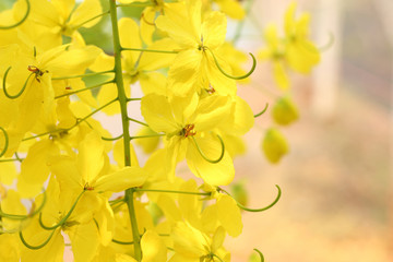 Bunch of yellow golden shower Cassia fistula / Indian laburnum state flower of Kerala South India. Thailand national flower. Blooms on spring.