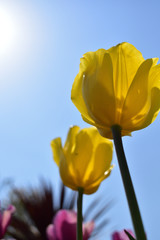 チューリップ(Tulip)