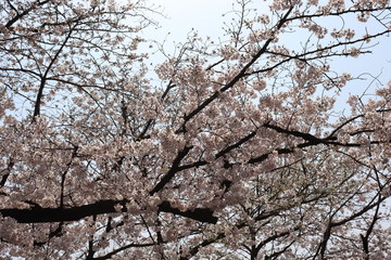 日本　桜