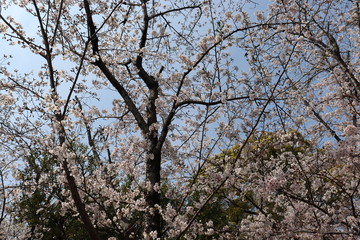 日本　桜