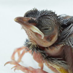 bird,baby