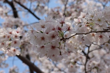 日本　桜