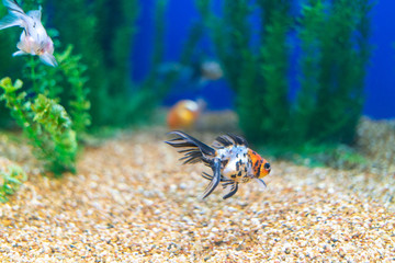 Toronto Aquarium
