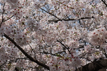 日本　桜