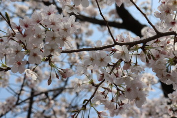 日本　桜　絶景