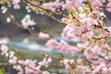 山梨県 勝沼ぶどう郷の甚六桜