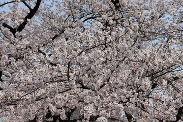 日本　桜　絶景