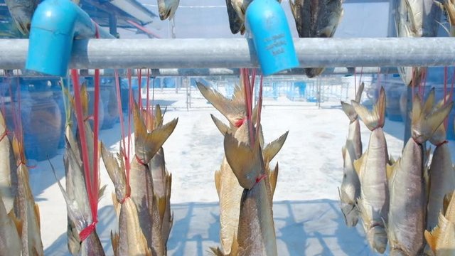 Traditional process of making salted dried threadfin fish, local premium product of Pattani.