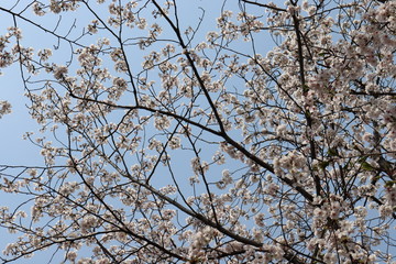 日本　桜　絶景