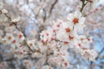 Branch of spring almond tree flower.