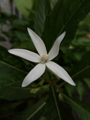 Fototapeta na wymiar White flower on dark green leaves.