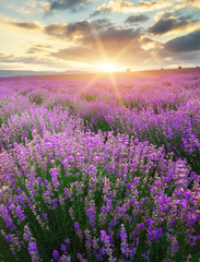Naklejka premium Meadow of lavender.