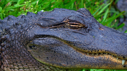 Wild animals in the swamps near New Orleans - alligator