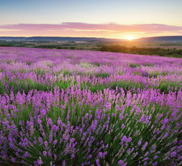 Naklejka premium Meadow of lavender.