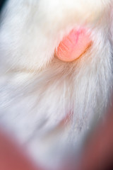 Blurred with a strong increase in the photo of a cat's paw
