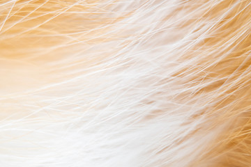 Blurred abstract background on the theme of fur in light, orange colors.