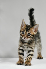 A small mischievous kitten carefully looks at the lens. A striped baby of the Bengal breed. Postcard.