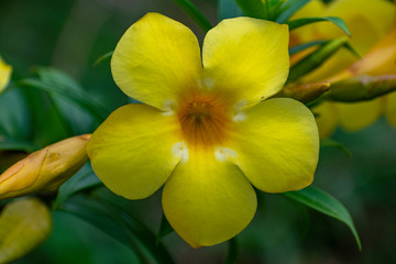 Fototapeta na wymiar yellow flower Asia