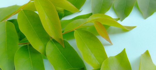 close up of green leaves
