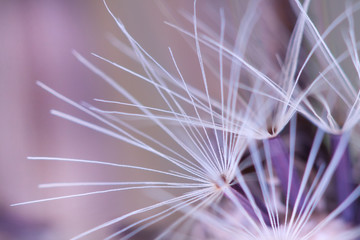 Background image of dandelion seeds. Designer background. A closeup of a dandelion. Shallow depth of field photo. Beautiful geometric shapes, lines, stripes.