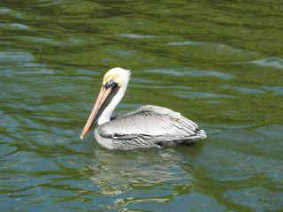 Brown pelican in New Smyrna Beach, Florida
