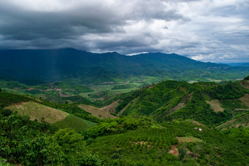 Fototapeta na wymiar landscape tea plantation bao loc vietnam asia