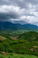 Fototapeta na wymiar landscape tea plantation bao loc vietnam asia