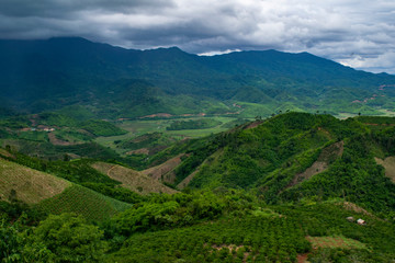 Naklejka na ściany i meble landscape tea plantation bao loc vietnam asia