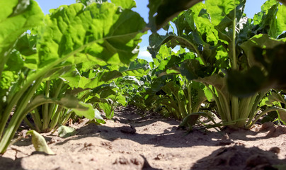 A large field of sugar beet with large cumulus clouds in the blue sky.