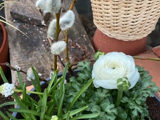 Blumen in einem Laden am Ostern in Deutschland Dekoration