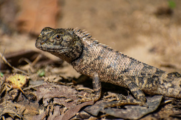 camouflage lizard asia