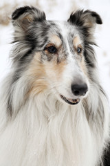 Rough collie dog on snow background