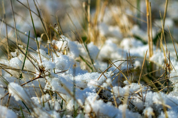 Green grass under snow.