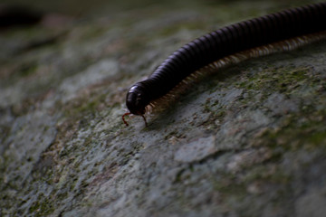 close up of millipede