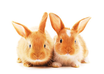 Two little rabbits.