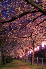 夕暮れ時の桜 並木