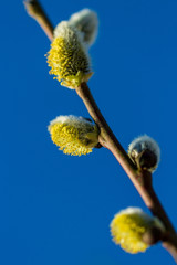 Fluffy willow in a spring time.