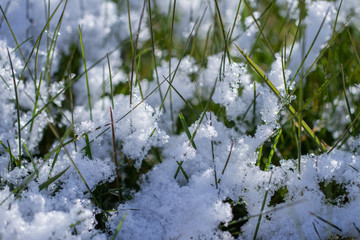 Green grass under snow.