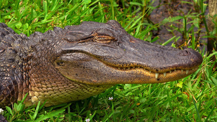 Wild alligator in the swampy areas of Cajun country